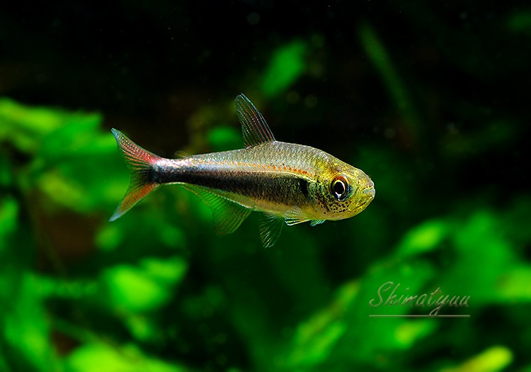 ��Ǯ�ӵ��ۡ�Hy.cf.���ե��饬�ƥȥ顡��Rio Maranon , Saramiriza�ɡ�WILD��1ɤ