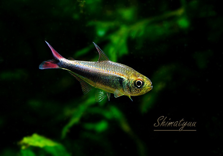 ��Ǯ�ӵ��ۡ�Hy.cf.���ե��饬�ƥȥ顡��Rio Maranon , Saramiriza�ɡ�WILD��1ɤ