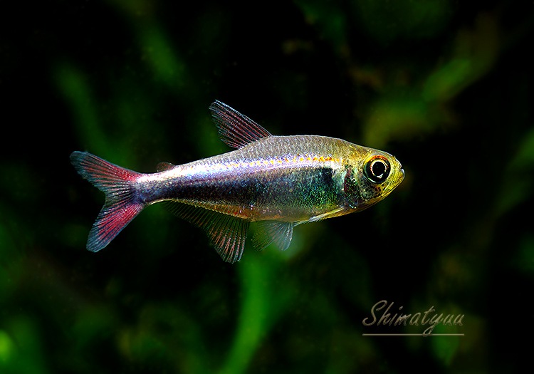 ��Ǯ�ӵ��ۡ�Hy.cf.���ե��饬�ƥȥ顡��Rio Maranon , Saramiriza�ɡ�WILD��1ɤ
