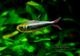 ��Ǯ�ӵ��ۡ�Hy.cf.���ե��饬�ƥȥ顡��Rio Maranon , Saramiriza�ɡ�WILD��1ɤ