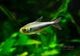 ��Ǯ�ӵ��ۡ�Hy.cf.���ե��饬�ƥȥ顡��Rio Maranon , Saramiriza�ɡ�WILD��1ɤ