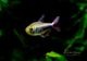 ��Ǯ�ӵ��ۡ�Hy.cf.���ե��饬�ƥȥ顡��Rio Maranon , Saramiriza�ɡ�WILD��1ɤ