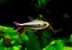 ��Ǯ�ӵ��ۡ�Hy.cf.���ե��饬�ƥȥ顡��Rio Maranon , Saramiriza�ɡ�WILD��1ɤ