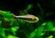 ��Ǯ�ӵ��ۡ�Hy.cf.���ե��饬�ƥȥ顡��Rio Maranon , Saramiriza�ɡ�WILD��1ɤ