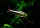 ��Ǯ�ӵ��ۡ�Hy.cf.���ե��饬�ƥȥ顡��Rio Maranon , Saramiriza�ɡ�WILD��1ɤ