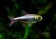 ��Ǯ�ӵ��ۡ�Hy.cf.���ե��饬�ƥȥ顡��Rio Maranon , Saramiriza�ɡ�WILD��1ɤ