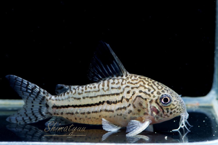 Cｏ プルス ジュリー Wild 3匹 コリドラス ショートノーズ Aqua F東京店通販ショップ