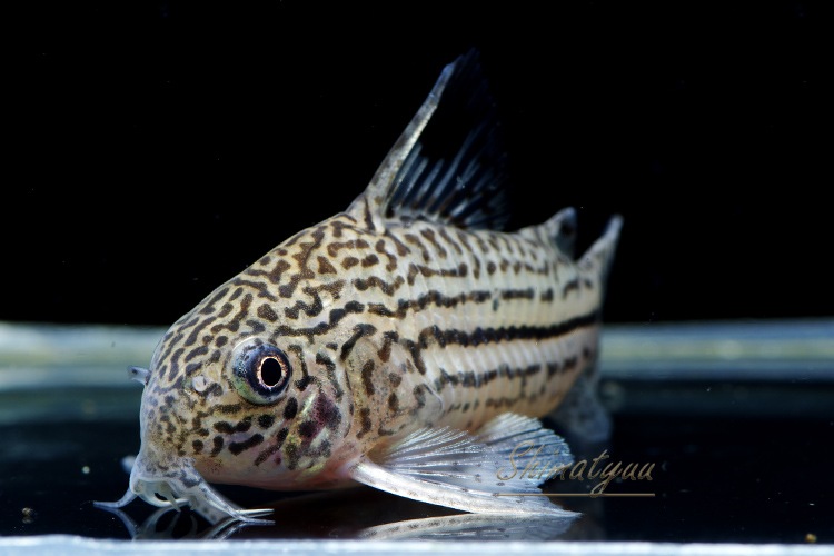 Cｏ プルス ジュリー Wild 3匹 コリドラス ショートノーズ Aqua F東京店通販ショップ