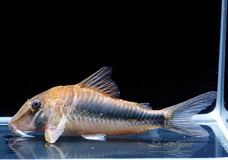 12_000000006589.jpg?1678209904