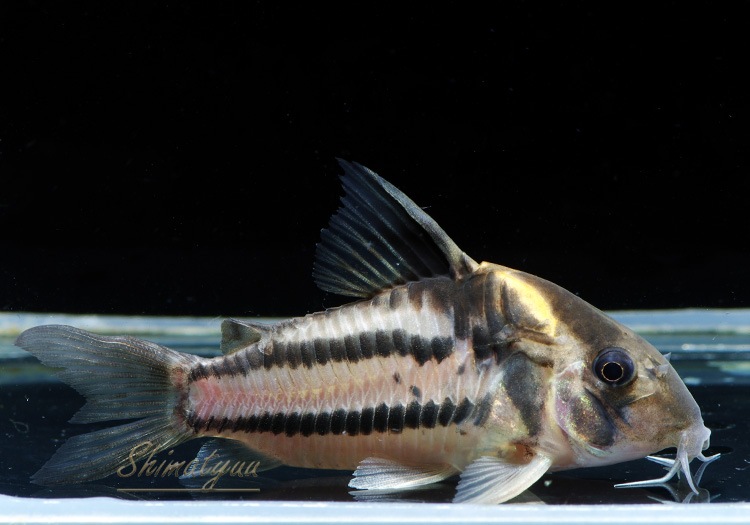 熱帯魚 コリドラス スーパーパラレルス ワイルド 沖縄別途送料 北海道航空便要保温 １匹