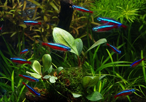 ��Ǯ�ӵ��ۡ��������ʥ�ƥȥ顡WILD���ȥꥪ���ӥ�����ɡ�10ɤ