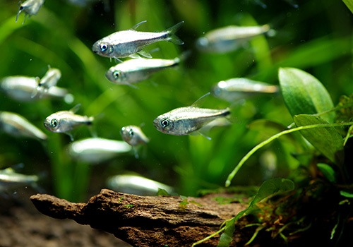 ��Ǯ�ӵ��ۡ�������ǥ�ƥȥ顡WILD��10ɤ