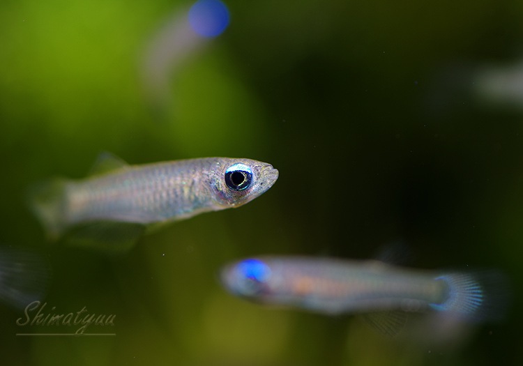 熱帯魚 アフリカン ランプアイ 10匹 熱帯魚 メダカ類 卵性メダカ Aqua F東京店通販ショップ