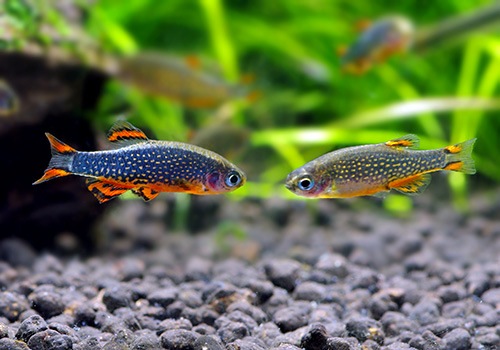 熱帯魚 ミクロラスボラ Sp ハナビ 10匹 熱帯魚 ラスボラ コイ ローチ Aqua F東京店通販ショップ