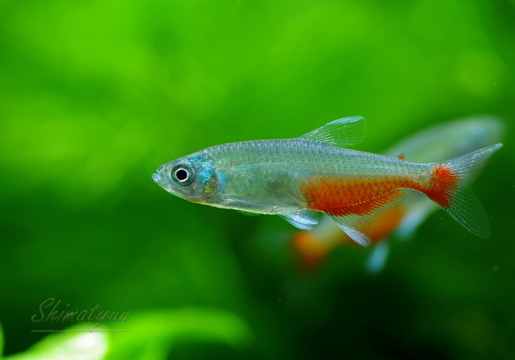 正規 即決 熱帯魚 グリーンファイヤーテトラ 10匹セット Thefestival Ca 正規 即決 熱帯魚 グリーンファイヤーテトラ 10匹セット Thefestival Ca