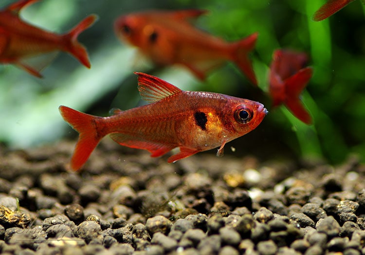 熱帯魚 レッドファントム テトラ ルブラ 真っ赤タイプ Wild 10匹 熱帯魚 カラシンwild Aqua F東京店通販ショップ 熱帯魚 レッドファントム テトラ ルブラ 真っ赤タイプ Wild 10匹 熱帯魚 カラシンwild Aqua F東京店通販ショップ