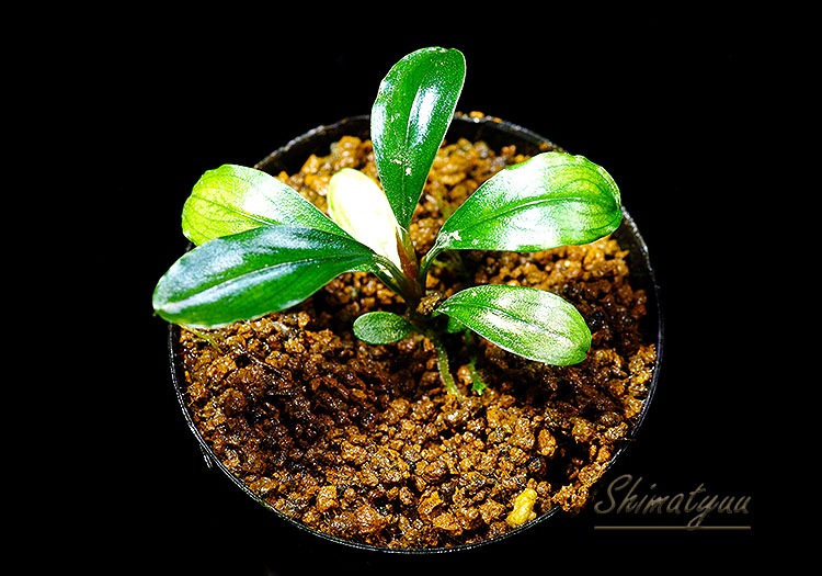 ����ʪ��Bucephalandra sp. Centipede  2020.7��No.20