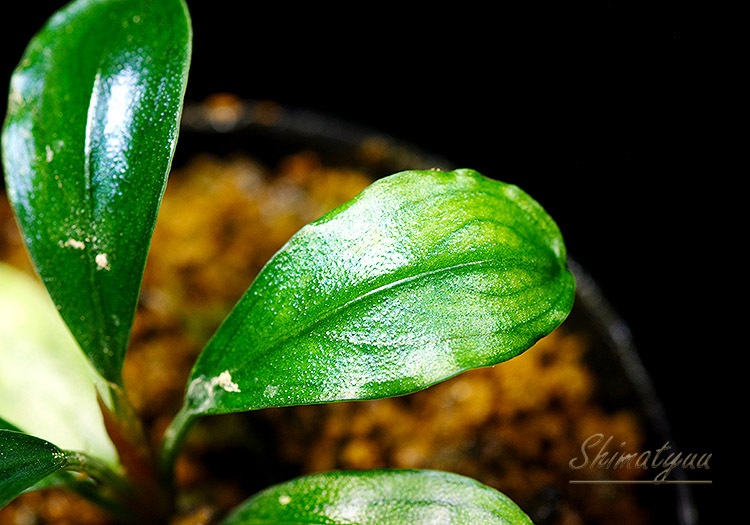 ����ʪ��Bucephalandra sp. Centipede  2020.7��No.20