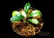 ����ʪ��Bucephalandra sp. Centipede  2020.7��No.20