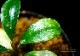 ����ʪ��Bucephalandra sp. Centipede  2020.7��No.20