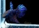 ��Ǯ�ӵ��ۡ��٥������ޥ饰�ǥ��ʡ��ȥ������֥롼�ɡ�1Pr��