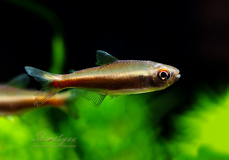 ��Ǯ�ӵ��ۡ���󥯥ۡ����㡡��˥�����WILD��1ɤ