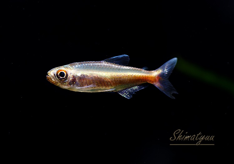 ��Ǯ�ӵ��ۡ���󥯥ۡ����㡡��˥�����WILD��1ɤ