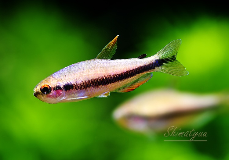熱帯魚】 クイーンケリー WILD 3匹 | 熱帯魚,カラシンWild | AQUA-F