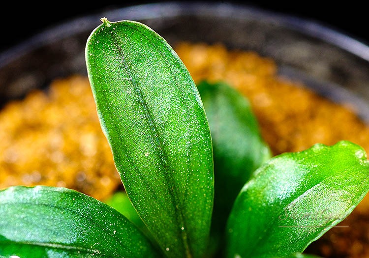 ����ʪ��Bucephalandra sp. Super Blue Red Steam  2020.7��No.21