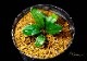 ����ʪ��Bucephalandra sp. Super Blue Red Steam  2020.7��No.21