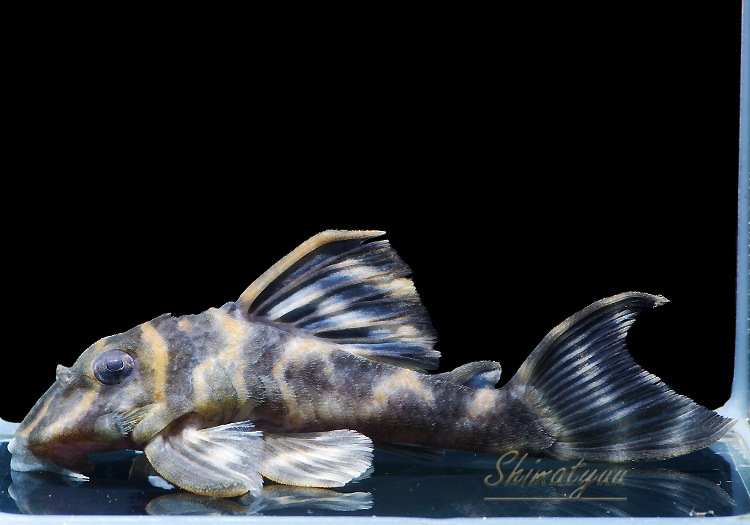 ����ʪ�����������ӥ롦�ڥ���ƥ������ȥ�����ɡ�WILD��No.07