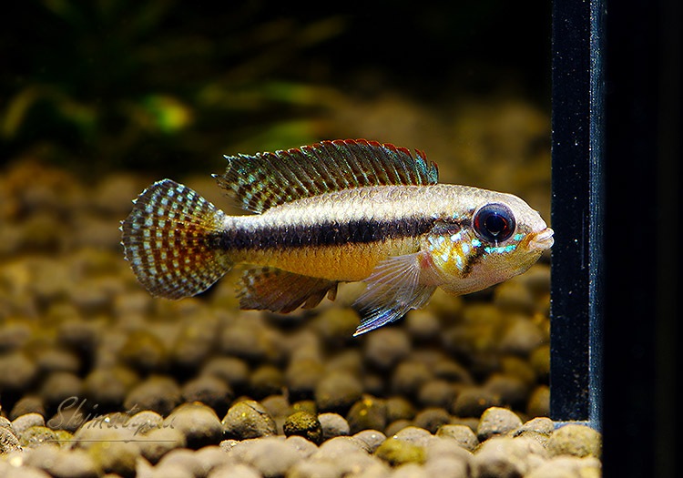 Ap.sp.Z12�����ȣףɣ̣ġɡ�1Pr