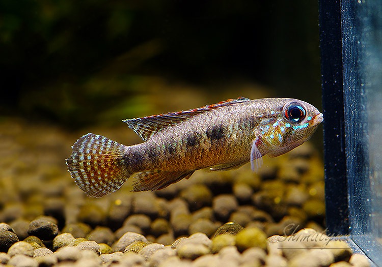 Ap.sp.Z12�����ȣףɣ̣ġɡ�1Pr