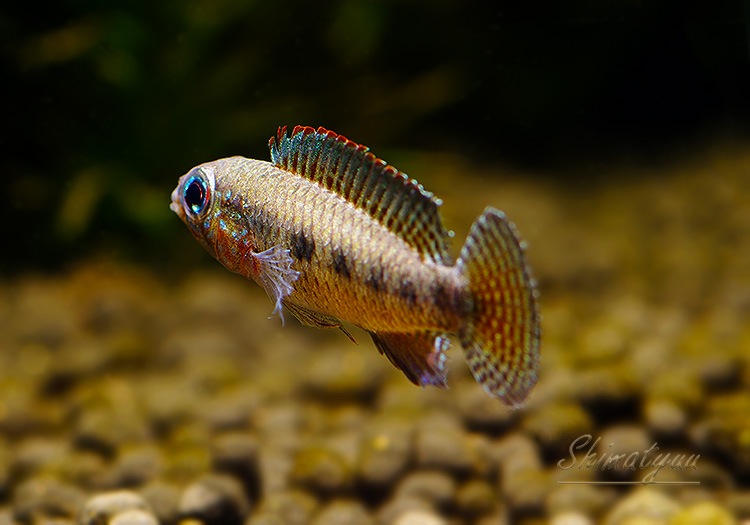 Ap.sp.Z12�����ȣףɣ̣ġɡ�1Pr