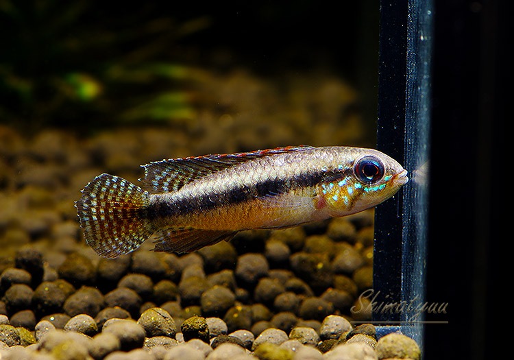 Ap.sp.Z12�����ȣףɣ̣ġɡ�1Pr