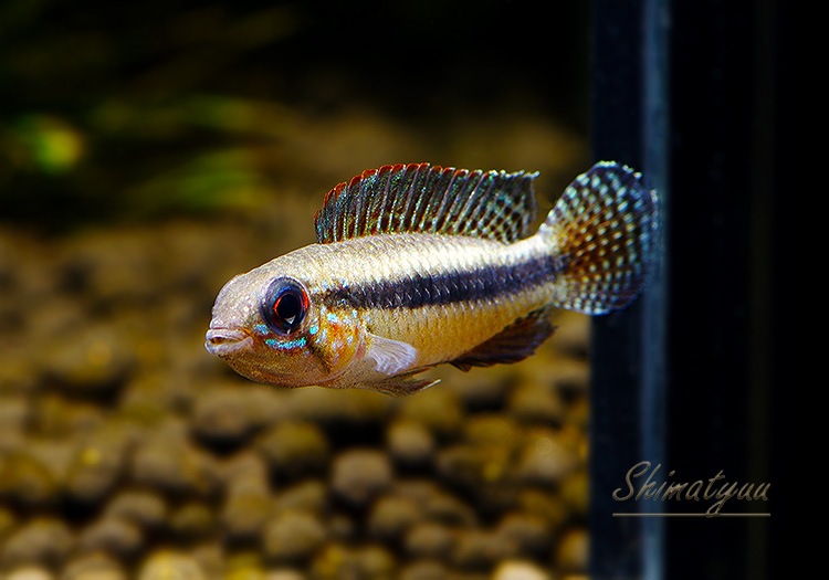 Ap.sp.Z12�����ȣףɣ̣ġɡ�1Pr