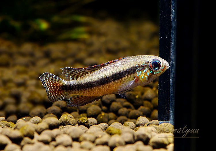 Ap.sp.Z12�����ȣףɣ̣ġɡ�1Pr