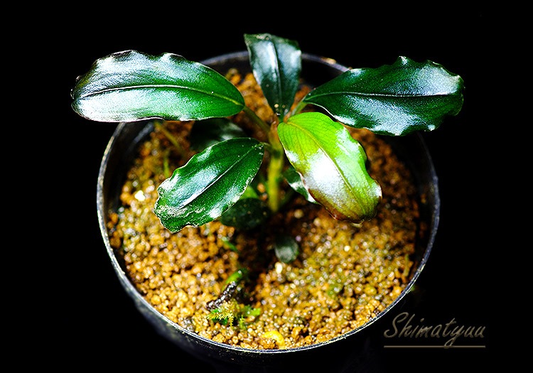 ����ʪ��Bucephalandra sp. Brownie Satan 2020.10��No.22