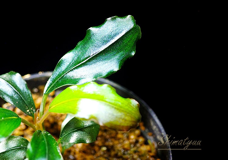 ����ʪ��Bucephalandra sp. Brownie Satan 2020.10��No.22