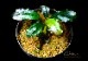 ����ʪ��Bucephalandra sp. Brownie Satan 2020.10��No.22