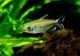 ��Ǯ�ӵ��ۡ����󥴥ƥȥ顡WILD��1�У�