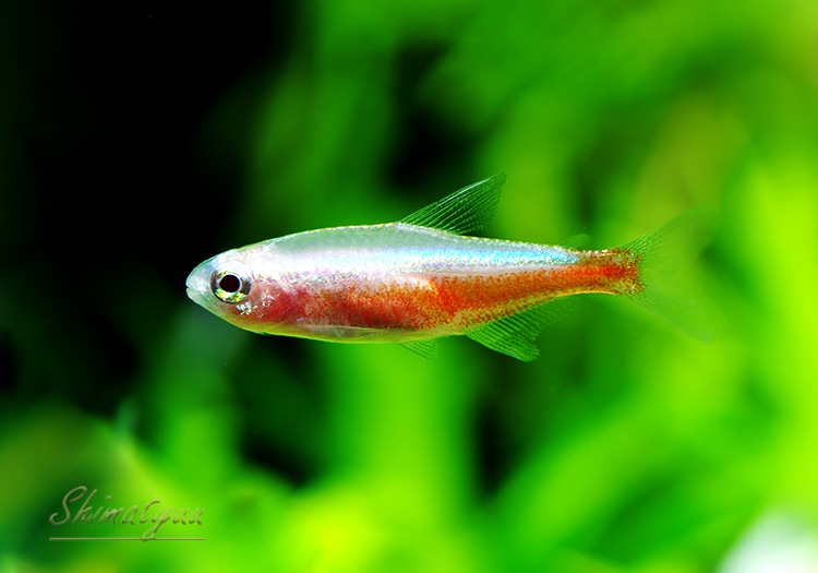 熱帯魚 アルビノカージナルテトラ 50匹 熱帯魚 カラシンbreed Aqua F東京店通販ショップ 熱帯魚 アルビノカージナルテトラ 50匹 熱帯魚 カラシンbreed Aqua F東京店通販ショップ