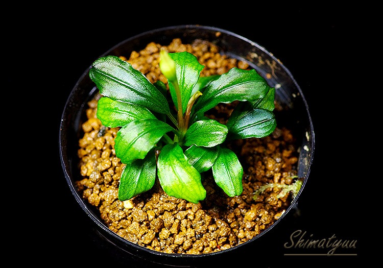 ����ʪ��Bucephalandra sp. Brownie Satan 2020.10��No.23