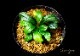 ����ʪ��Bucephalandra sp. Brownie Satan 2020.10��No.23