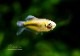 ��Ǯ�ӵ��ۡ��ߥޥ��˥��ƥ� �ߥ�����ԥ����ȥ�٥��顦�ǡ����������� �ɡ�WILD��3ɤ