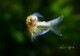 ��Ǯ�ӵ��ۡ��ߥޥ��˥��ƥ� �ߥ�����ԥ����ȥ�٥��顦�ǡ����������� �ɡ�WILD��3ɤ