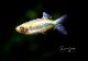 ��Ǯ�ӵ��ۡ��ߥޥ��˥��ƥ� �ߥ�����ԥ����ȥ�٥��顦�ǡ����������� �ɡ�WILD��3ɤ