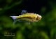 ��Ǯ�ӵ��ۡ��ߥޥ��˥��ƥ� �ߥ�����ԥ����ȥ�٥��顦�ǡ����������� �ɡ�WILD��3ɤ