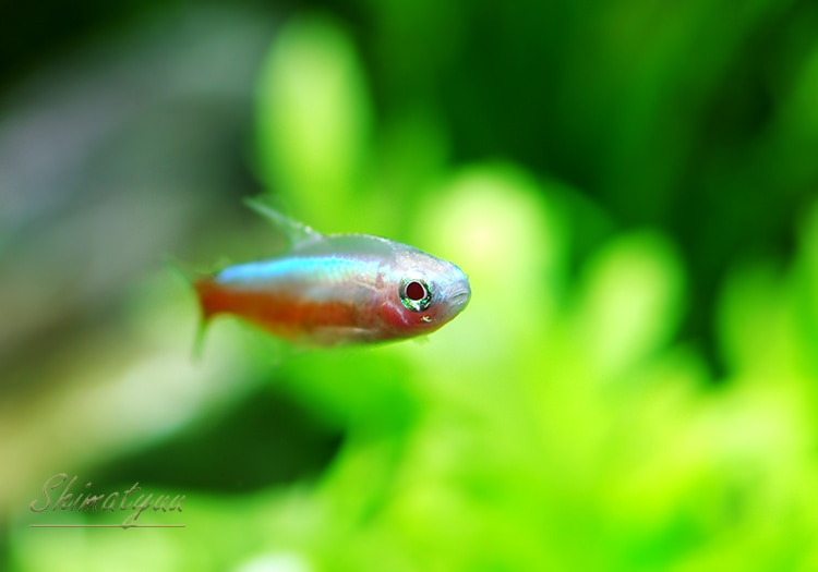 初回限定 送料無料 熱帯魚 カージナルテトラ ブリード 30匹 Shipsctc Org 初回限定 送料無料 熱帯魚 カージナルテトラ ブリード 30匹 Shipsctc Org