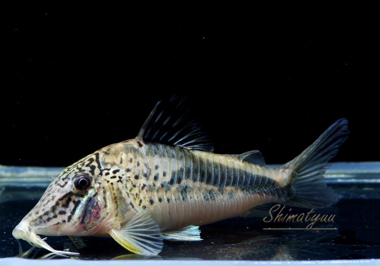 熱帯魚 カージナルテトラ ワイルド 北海道航空便要保温 沖縄別途送料 100匹 熱帯魚 カージナルテトラ ワイルド 北海道航空便要保温 沖縄別途送料 100匹